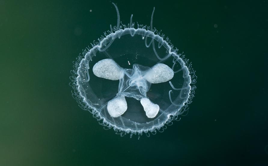 与外隔绝的井水里为什么会凭空出现成百上千的水母