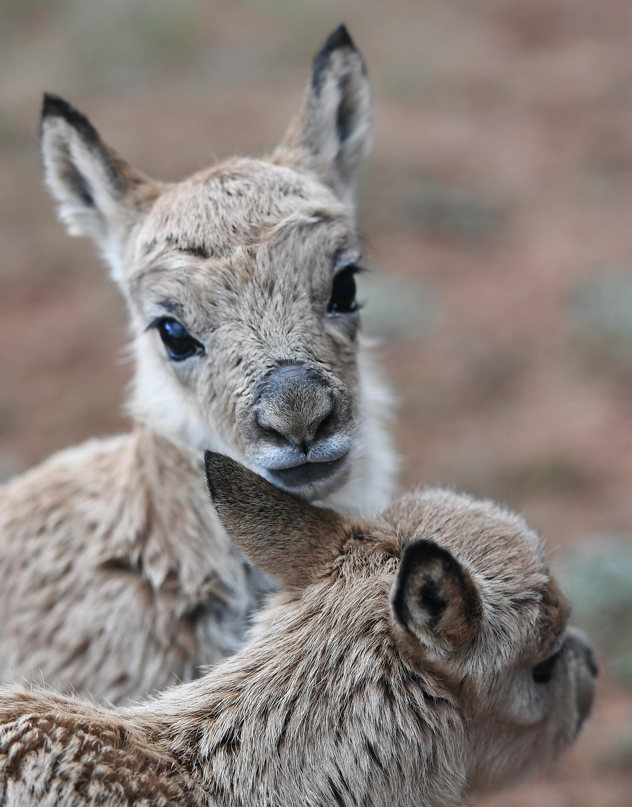 可可西里11只藏羚羊幼仔得到救助