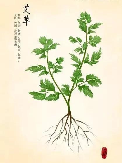 金银花:《本草纲目》记载其功效主要是清热解毒,主治温病发热,热毒血