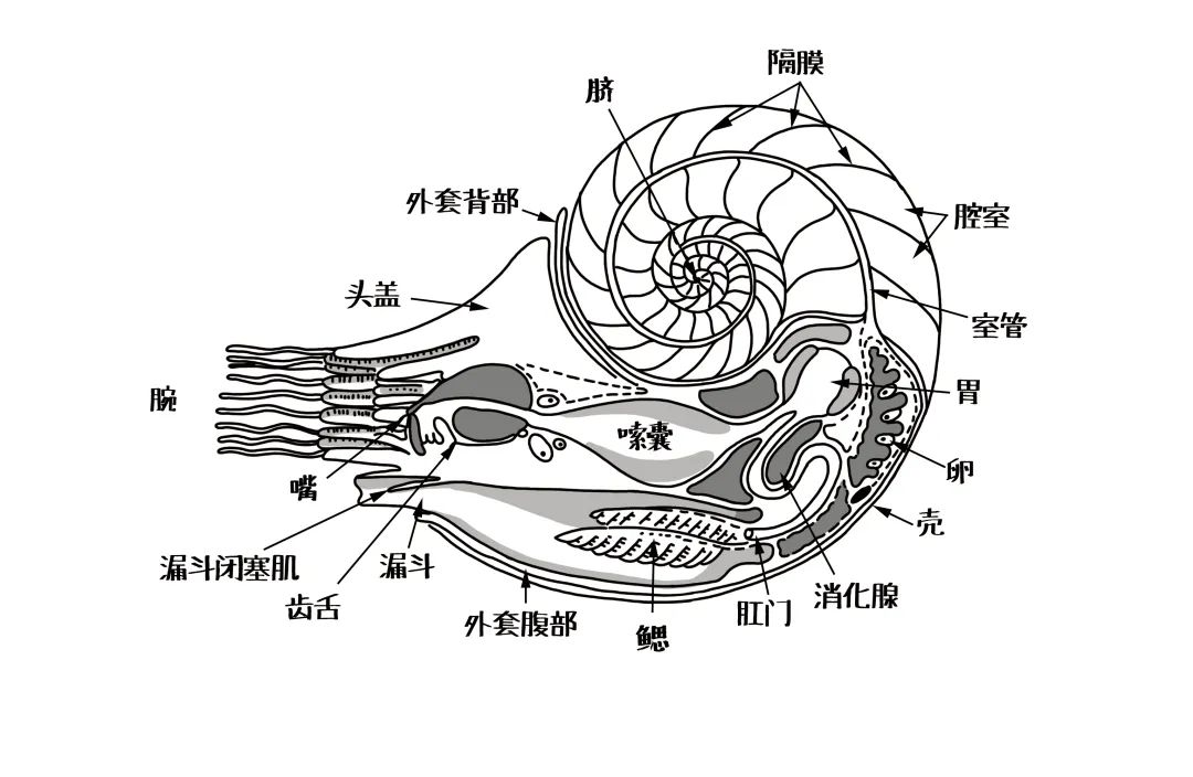 鹦鹉螺的外壳剖面,可以看到一点一点突出的室管.