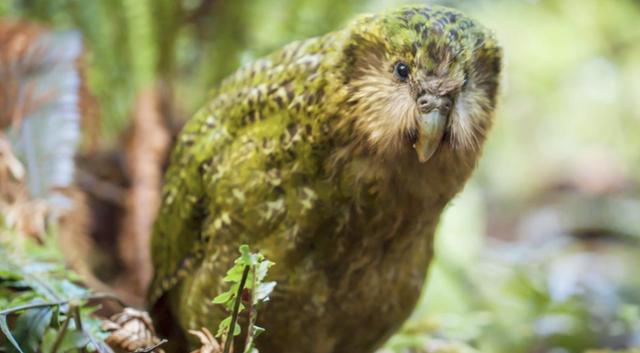 这种鹦鹉因形似猫头鹰而得到了一个绰号——"猫头鹰鹦鹉"(owl parrots