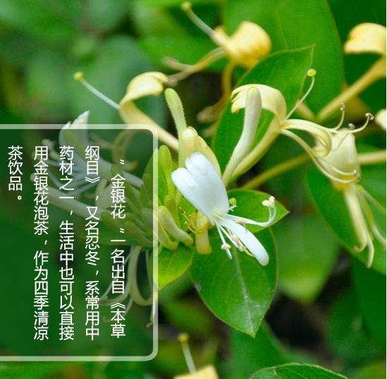 金银花:《本草纲目》记载其功效主要是清热解毒,主治温病发热,热毒血