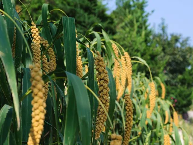 陕西米脂小米只取精华做成米糊热水一冲比自己熬的粥还好喝