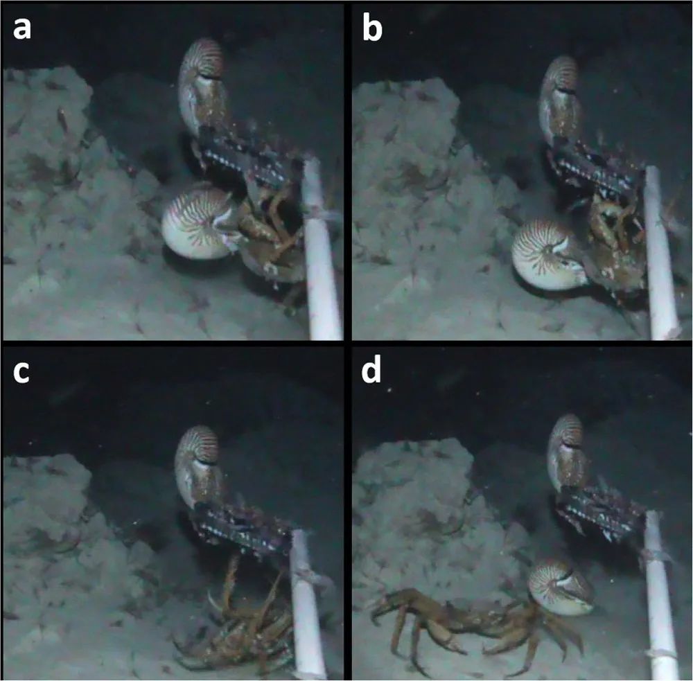 拥有94条触手它才是触手系的老祖宗