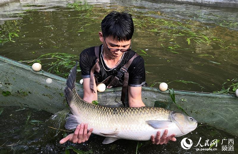 家里养鱼 年年有余