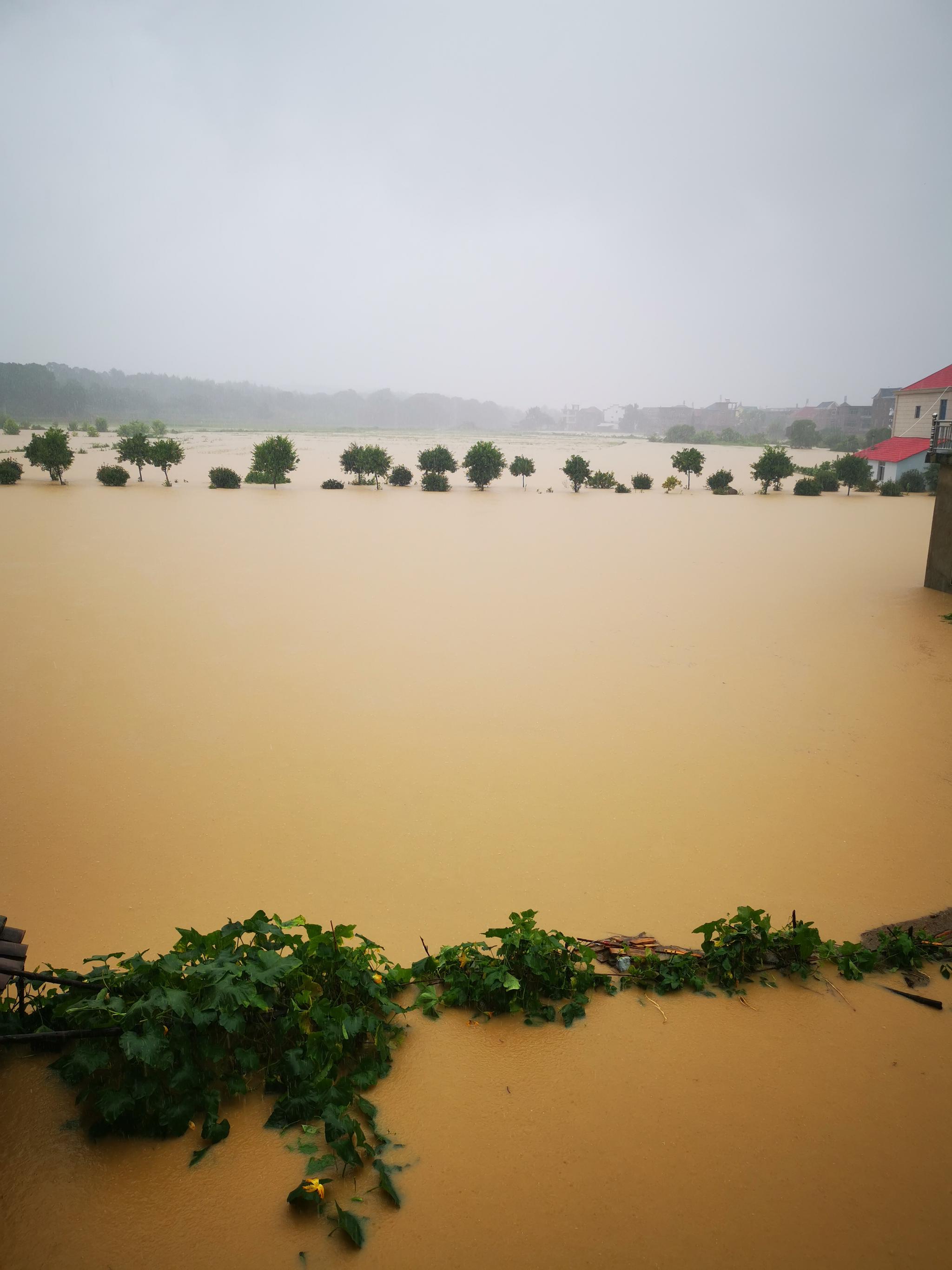 战汛|一个村庄的水患记录:"这次洪水比1998年大多了"