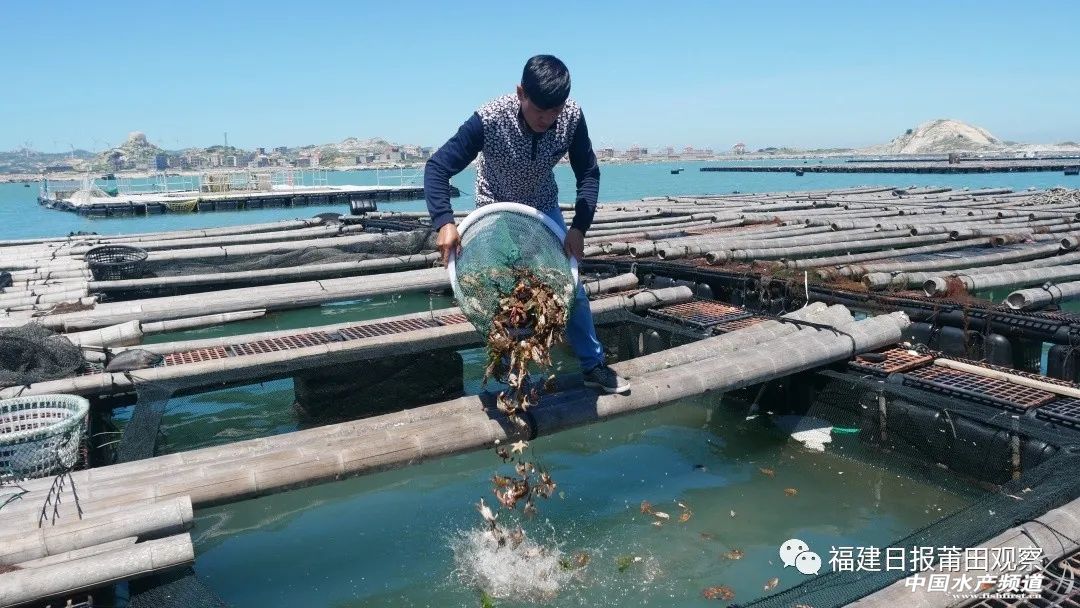 八爪鱼实现人工养殖,最大超过4斤