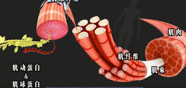 怎么科学增重练壮？2个方法提高肌肉量，减少脂肪的堆积