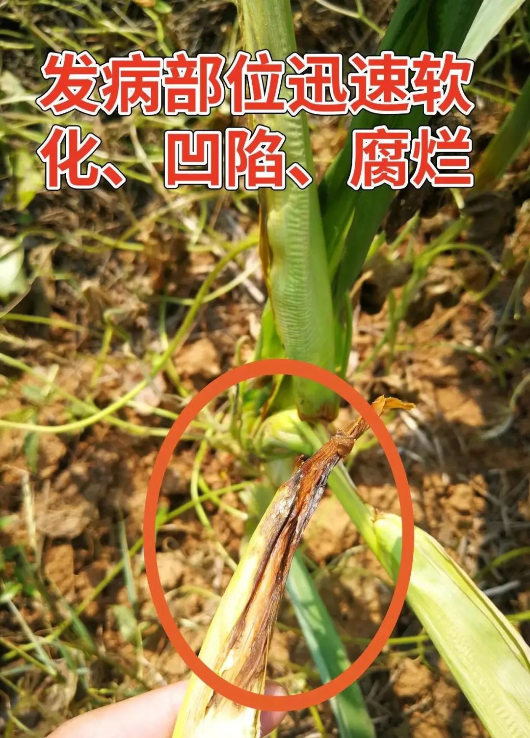 7月玉米问题频频出现草地贪夜蛾顶腐病玉米螟细菌性茎基病快看解决
