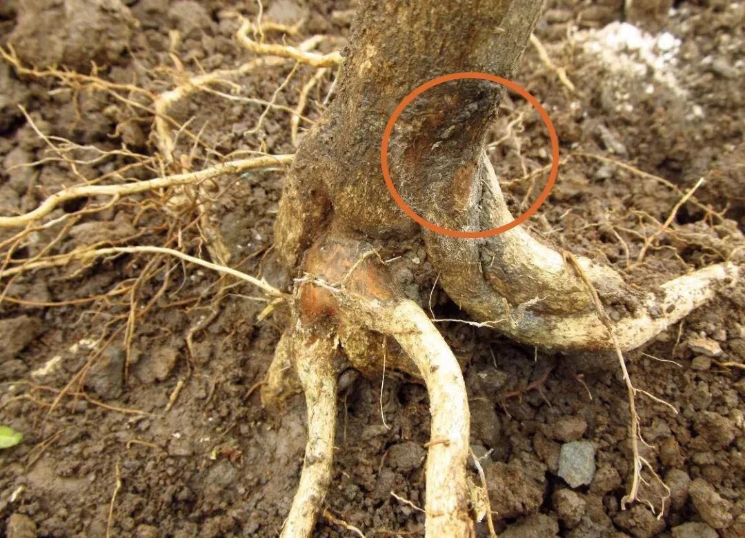 降雨连连,柑橘根腐病挡都挡不住?