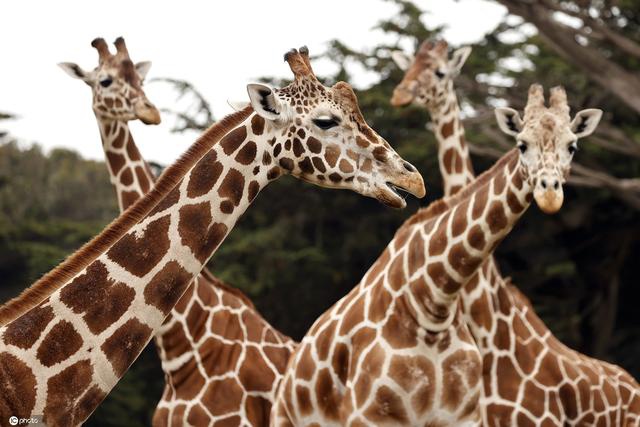 美国旧金山动物园开放企鹅长颈鹿亮相萌萌哒