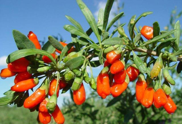 青海枸杞开启转型升级路,从"产量"到"品质"