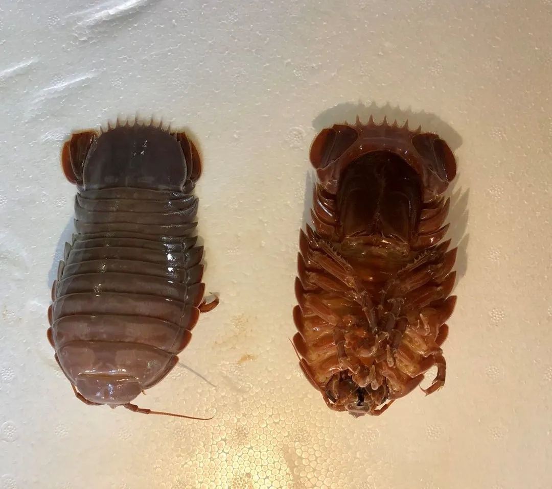 "向阳红03船"首次在南海捕获到了深海水虱