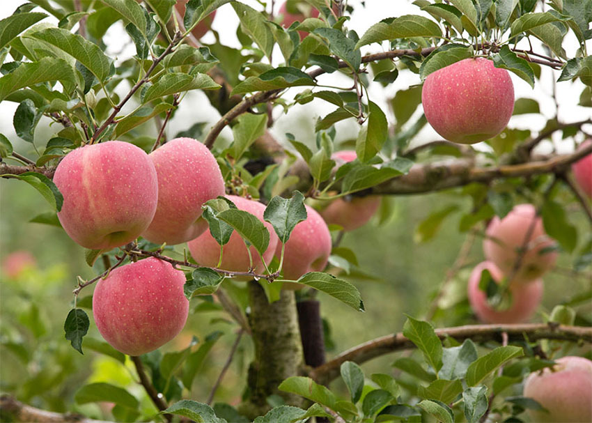 葫芦岛嘎啦华红苹果:口感酥脆 香甜多汁
