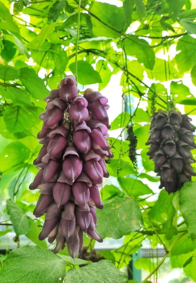 远看似葡萄串,近观像小鸟儿:夏天的"禾雀花"真稀奇