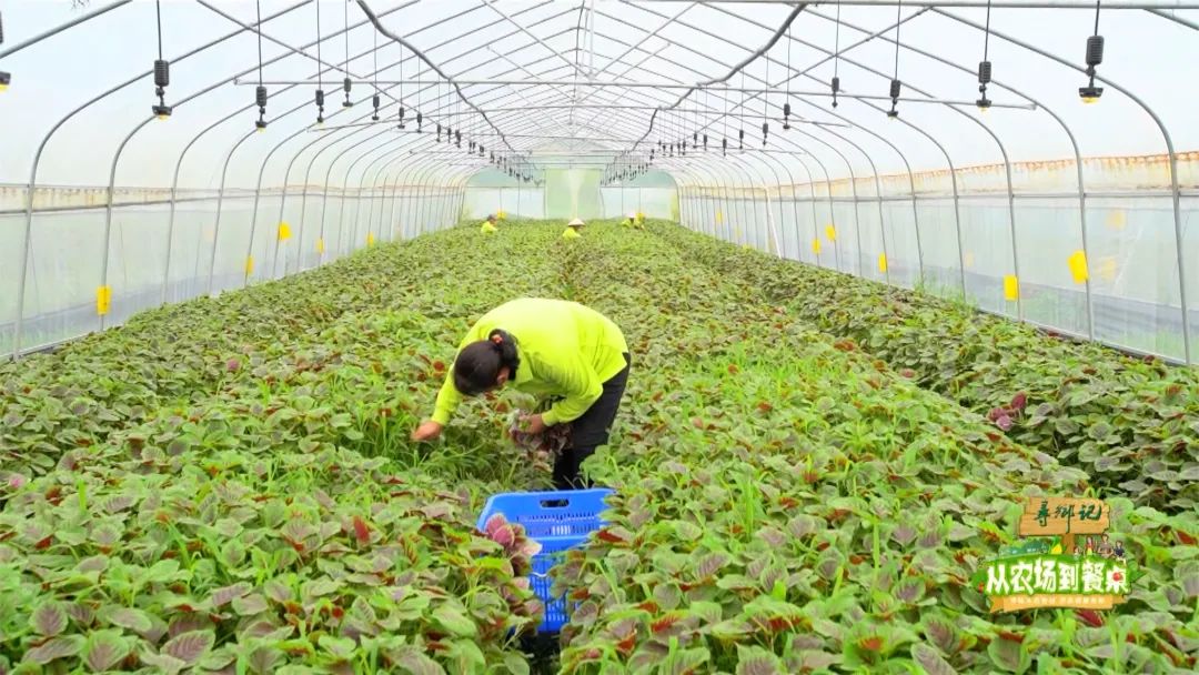 《从农场到餐桌》精彩回顾:营养赛鸡蛋!带您回味"长寿菜"有机红苋菜!