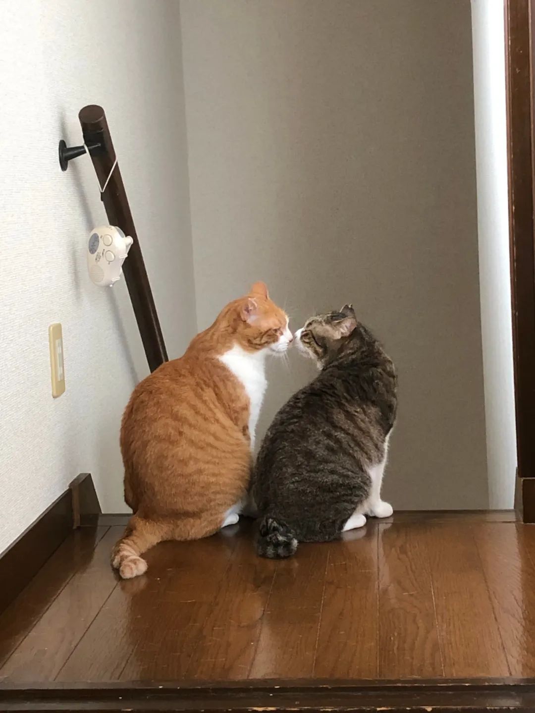 两猫正在亲亲,被主人叫了一声后,很不爽,一脸臭脸!