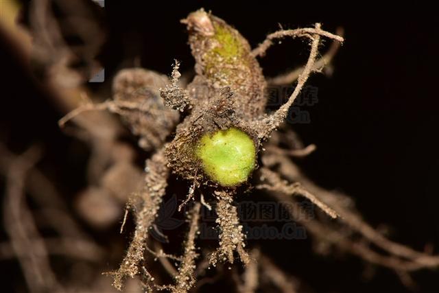 散血莲见过吗能祛风除湿活血止痛清热解毒