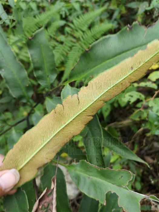 散血莲见过吗能祛风除湿活血止痛清热解毒