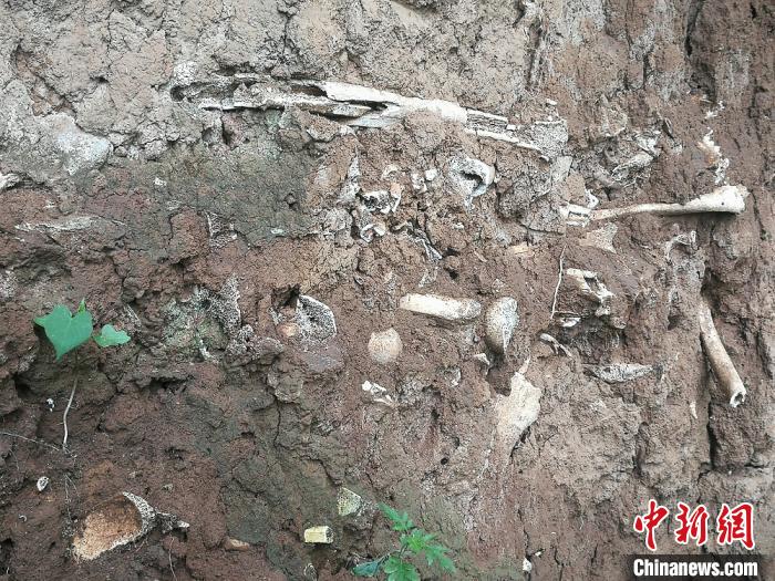 尸骨层遗址位于高平市北城街街道办事处南王庄村的一处玉米地中。　李吉毅 摄