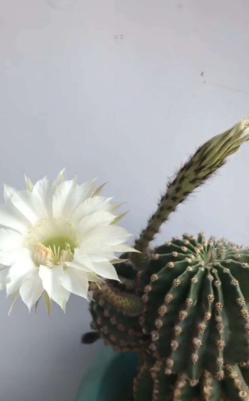 王德才诗歌原创仙人球花赞歌请欣赏