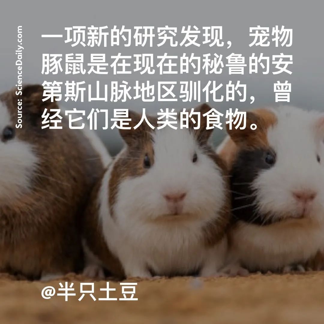 今日小黄图|小黄|恐龙|豚鼠_新浪新闻
