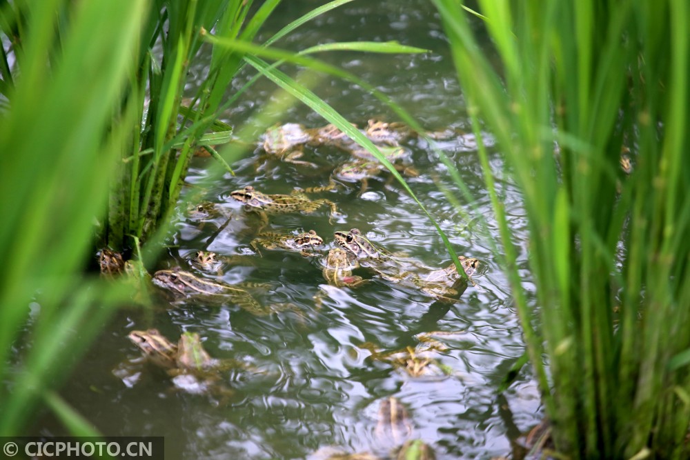 江苏泰州:夏日稻田养蛙忙