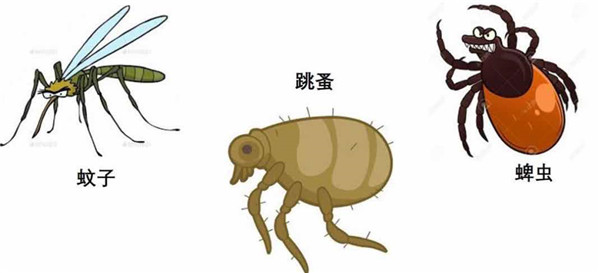 是土蝽别怕昆虫疾控皮肤科专家教你夏季远离虫虫困扰