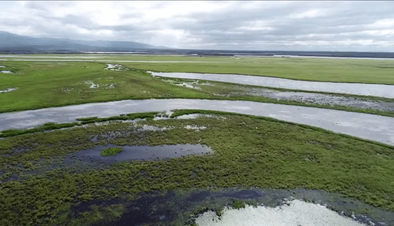 三江湿地东方白鹳种群数量达到东北之最