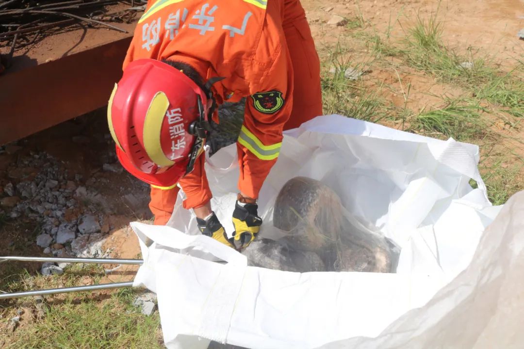 阳江消防员"大战"22公斤蟒蛇