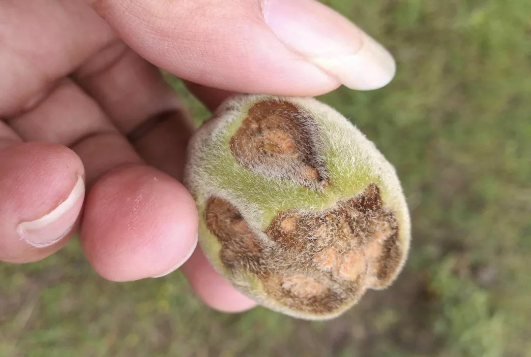 桃果四大病害都是些狠角色