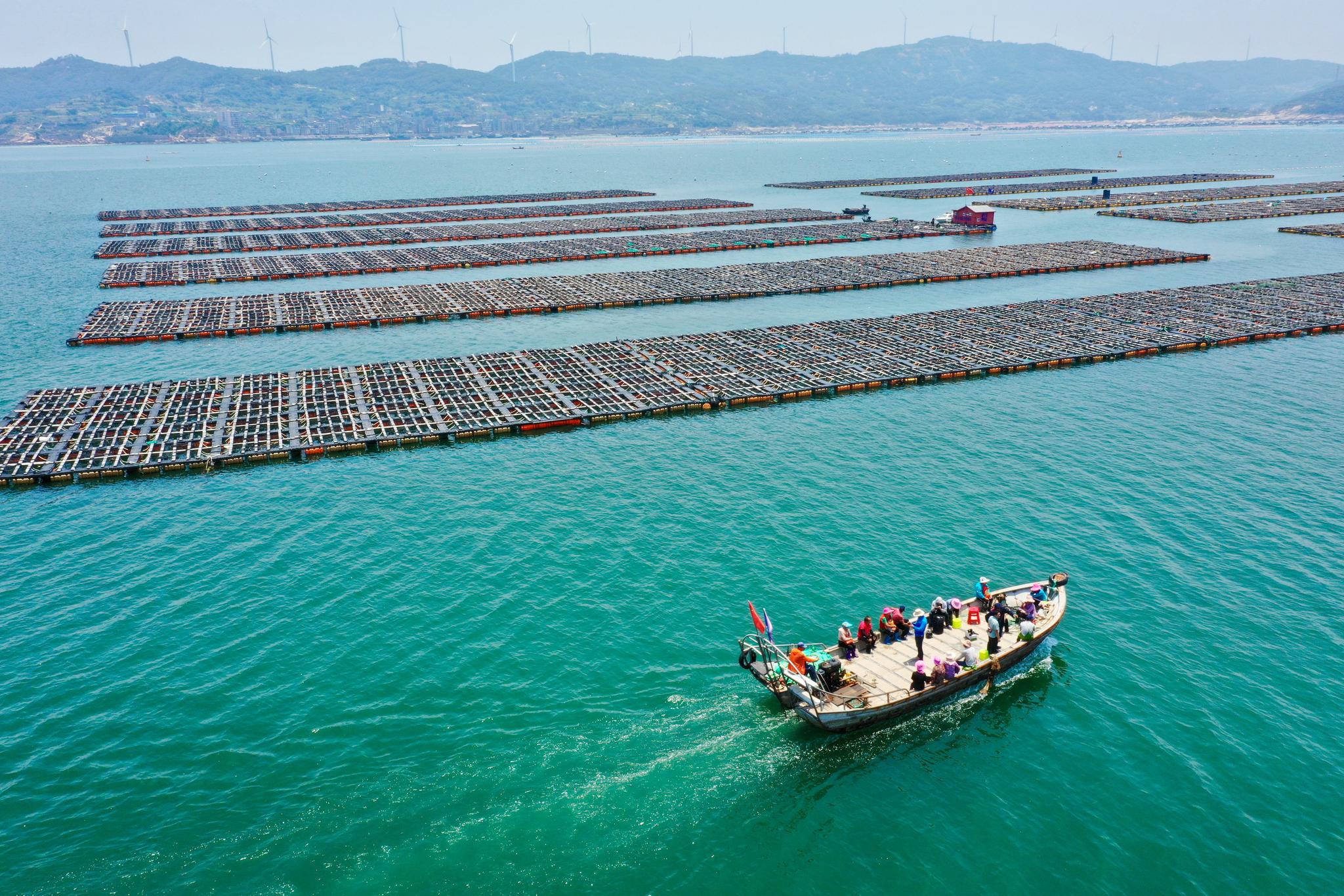 稍有污染就会死亡随着人工育苗成功,1996年,连江海上养殖鲍鱼大规模铺