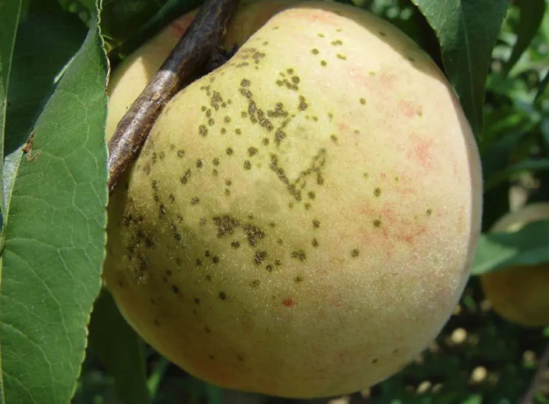 桃果四大病害都是些狠角色