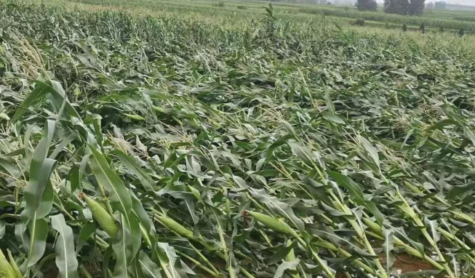 暴雨来袭!玉米控旺抓准时机!控旺最佳时期,注意事项全面解析!