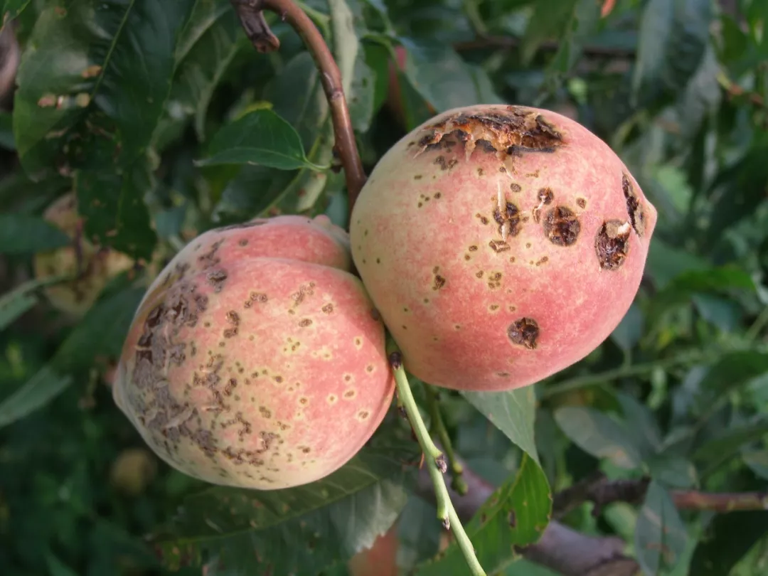 桃果四大病害都是些狠角色