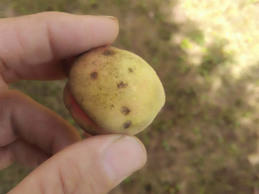 桃果四大病害,都是些狠角色!