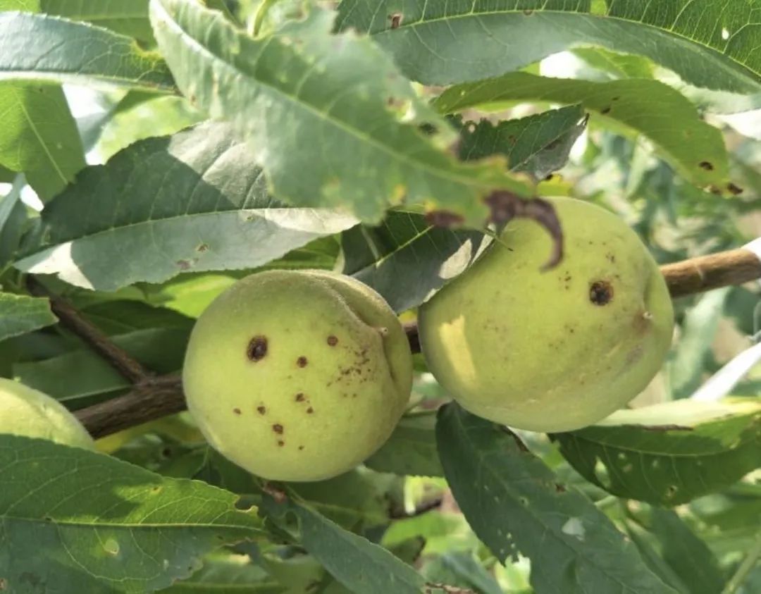 桃果四大病害都是些狠角色