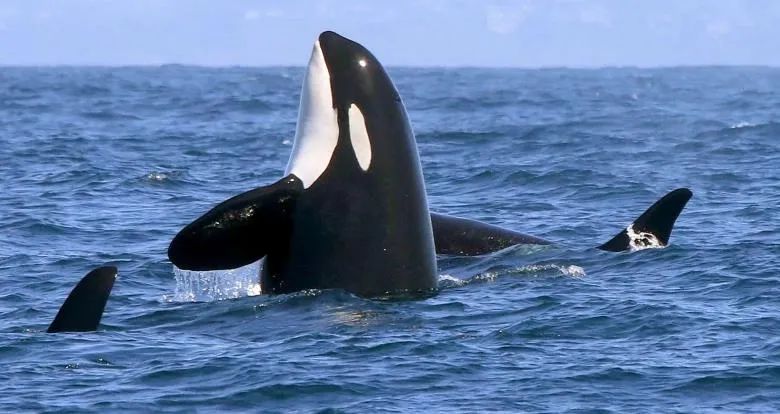 鲸会唱歌吗?在哪里能看到鲸呢?在中国有鲸吗?鲸鱼有多少种?