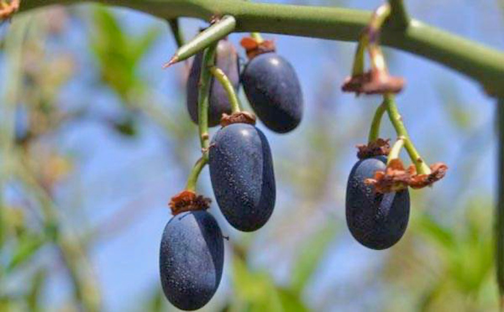 法国|美博会|青刺果_新浪新闻