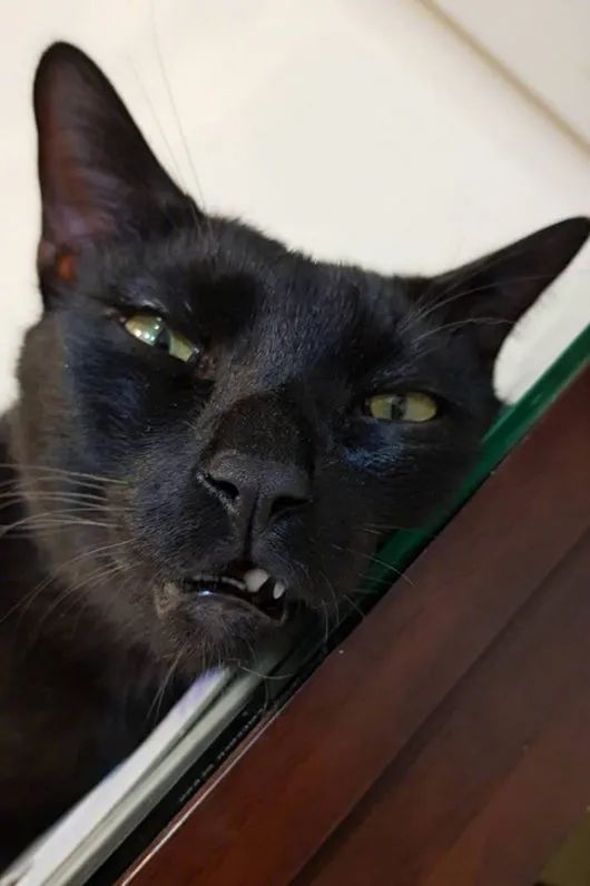 黑猫本来在睡觉,一看到主人拿手机在拍照,它立马变脸!