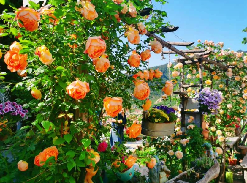 在崂山北九水,有一个爱丽丝的梦境花园!