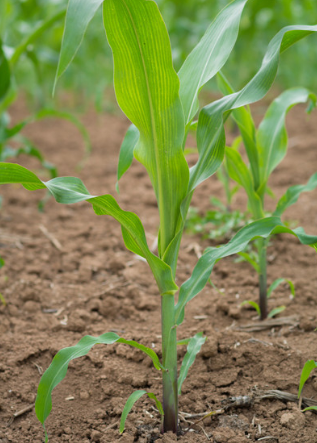 控旺最佳时期,注意事项全面解析!|玉米|植株|乙烯利_新浪新闻