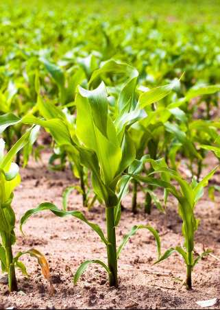 控旺最佳时期,注意事项全面解析!|玉米|植株|乙烯利_新浪新闻