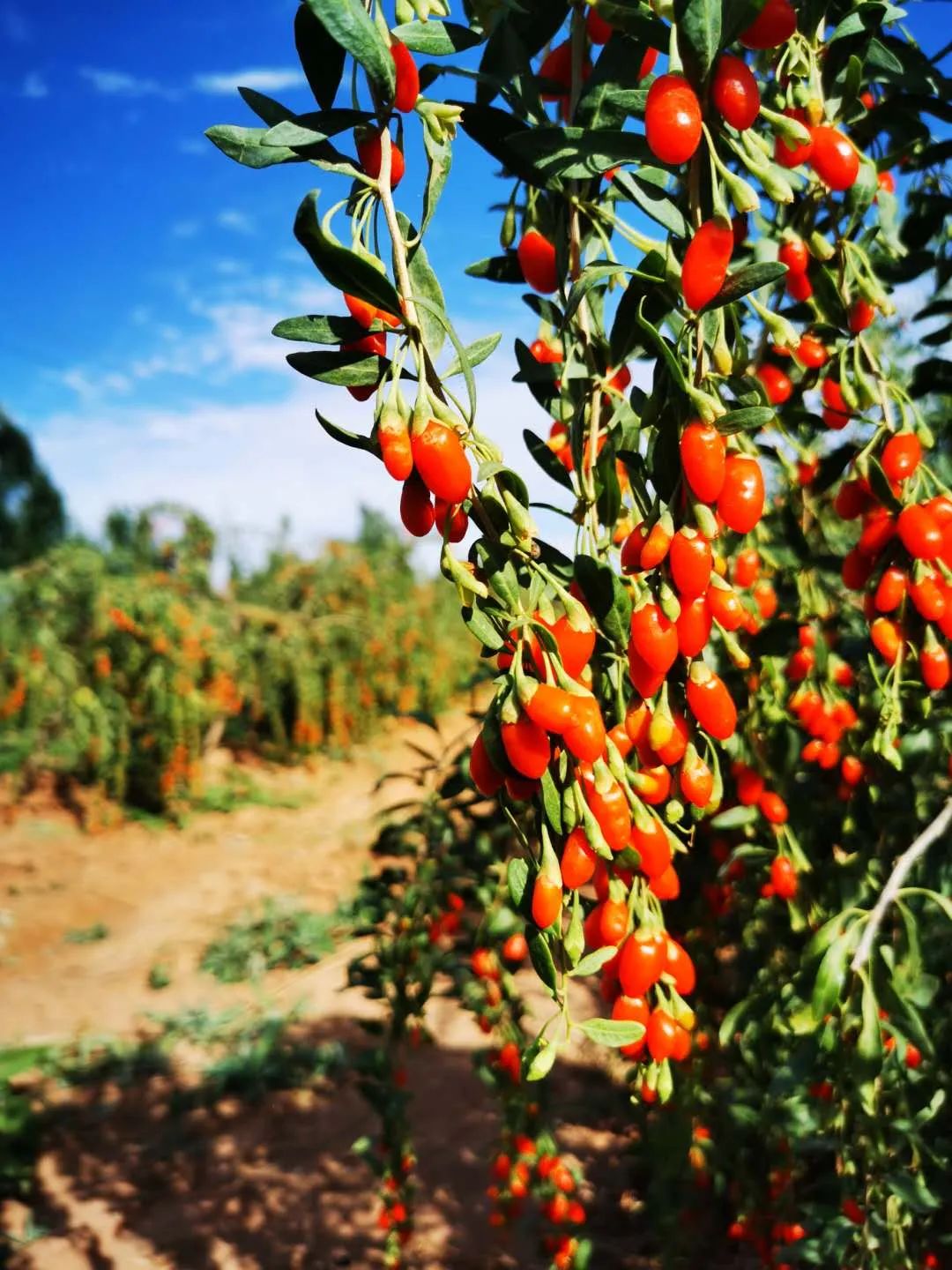 一年仅一次897主播远赴原产地带来今年头茬宁夏中宁枸杞