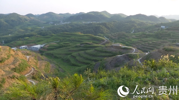 炎炎夏日哪里爽 金沙县高坪"网红坡"|高坪|红坡|高坪镇_新浪新闻
