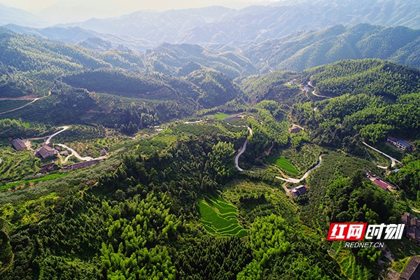 株洲炎陵县近9万亩锦绣黄桃即将成熟上市.