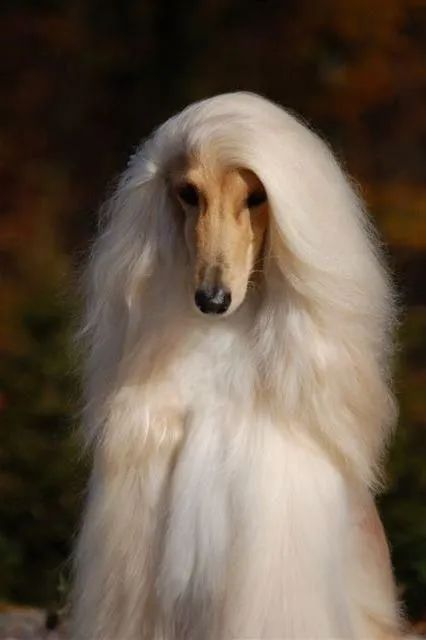 头发比我多系列阿富汗猎犬是什么绝世美狗