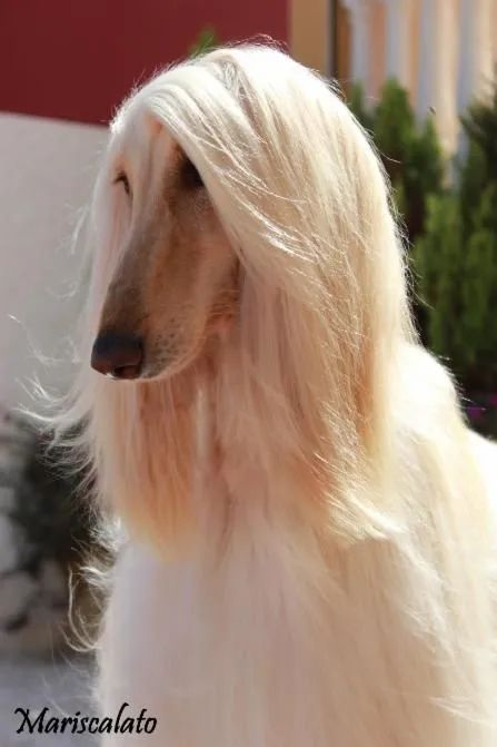 头发比我多系列阿富汗猎犬是什么绝世美狗