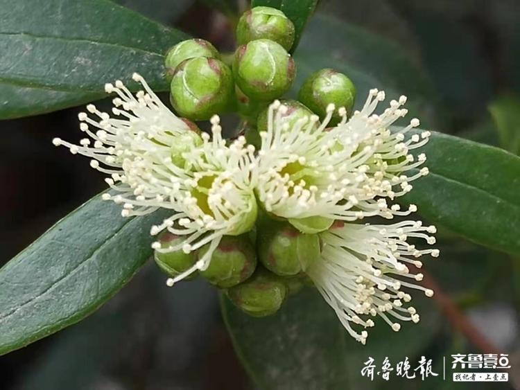 赤楠花开清新动人