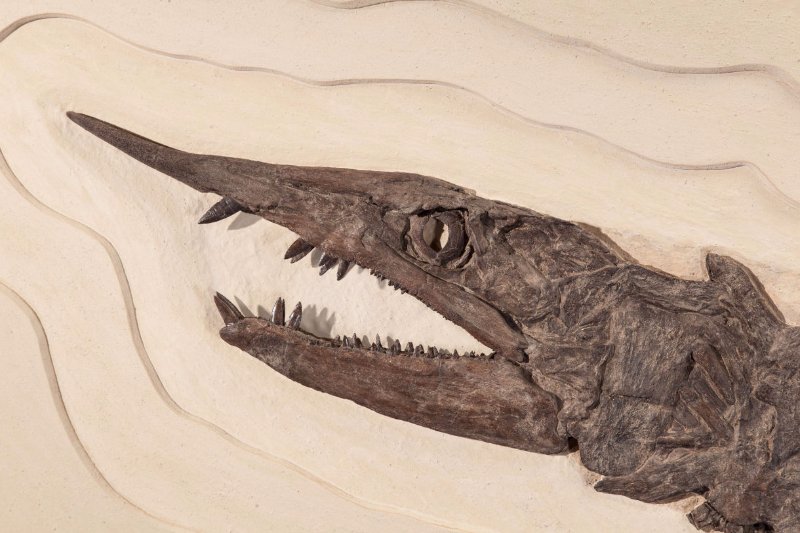 恐龙时代的"剑鱼",嘴中长满锋利牙齿